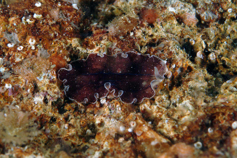 Yungia aurantiaca, Pseudoceros maximus, Thysanoon brochii